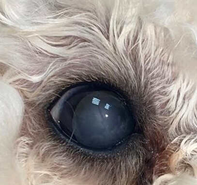 Врожденный катарактальный хрусталик у собаки
